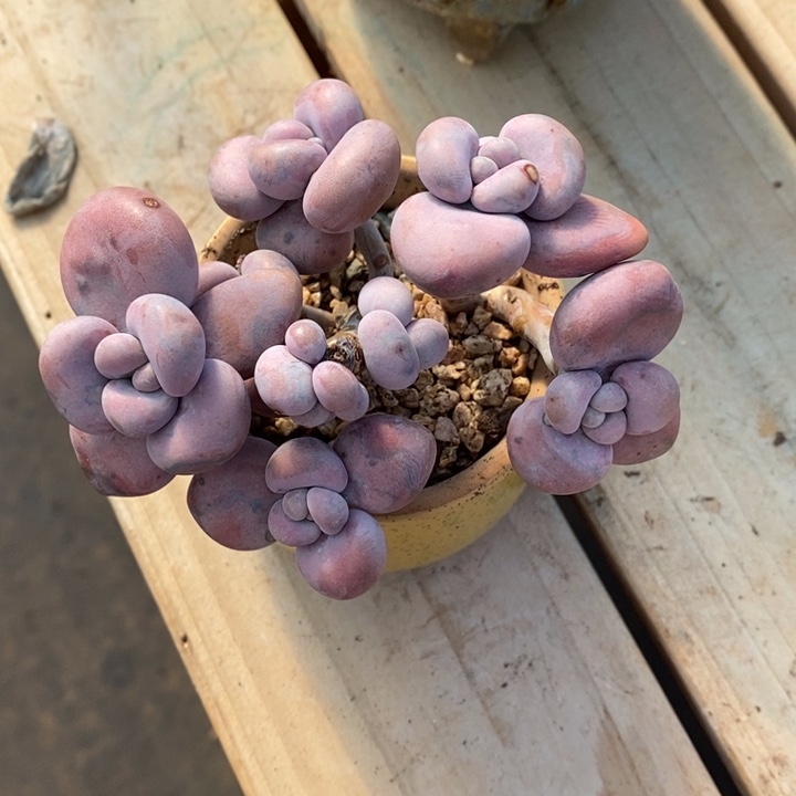 胭脂精品多肉    奶挑