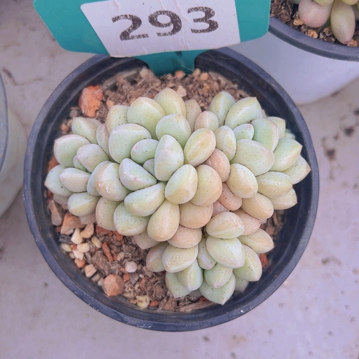 健健康康平平安安