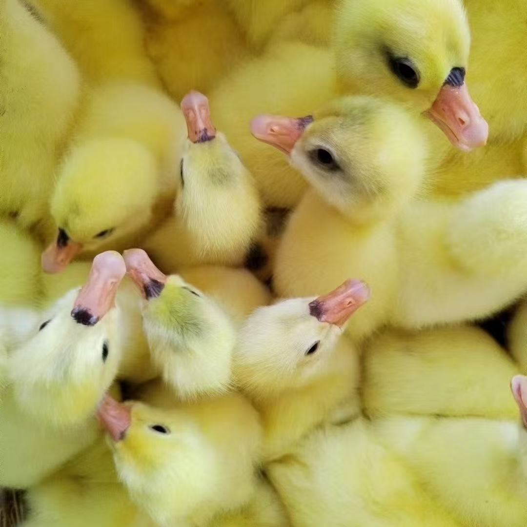 大三花肉鹅、鸭出壳苗宠物顺丰包邮到家