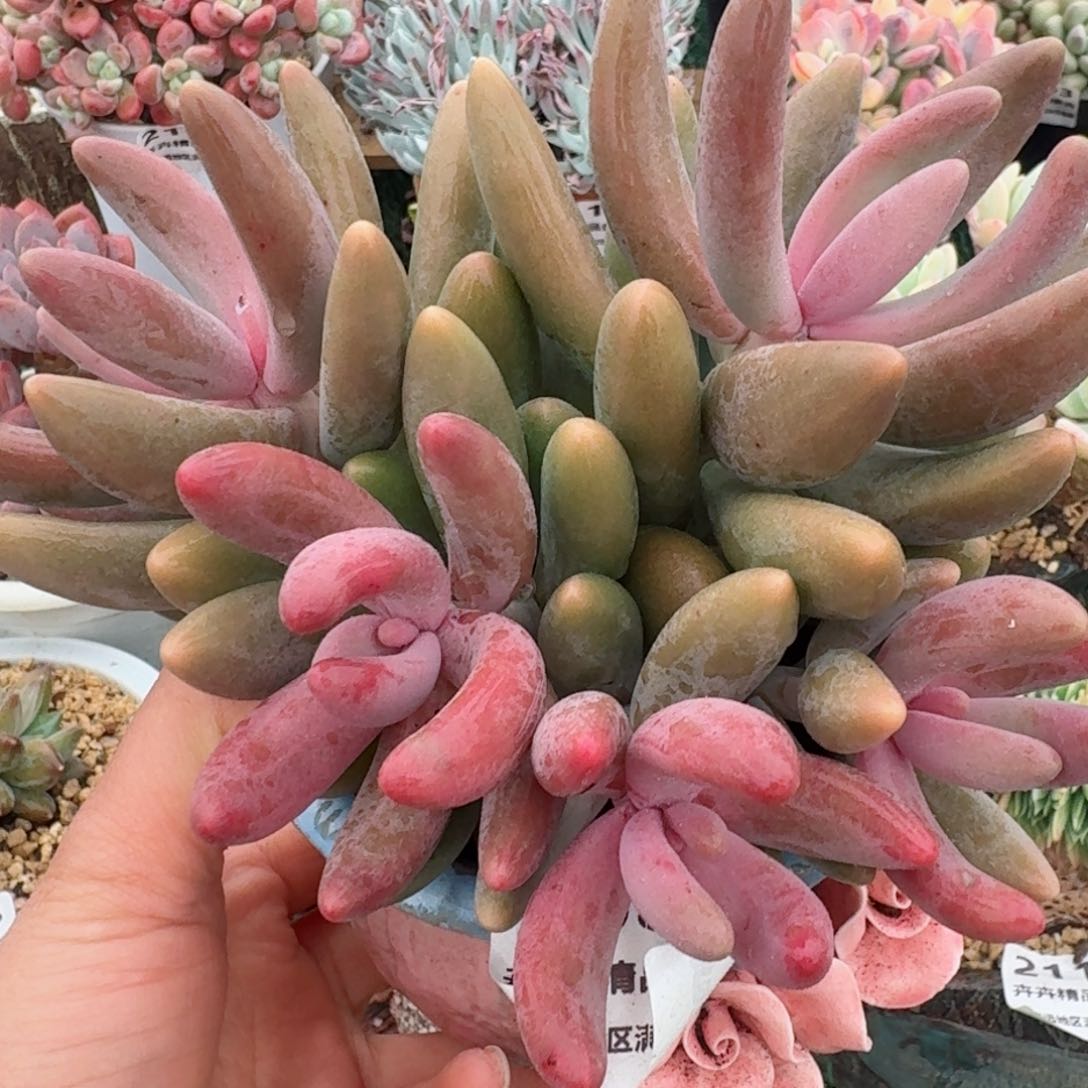 2082一物一拍（满28包邮）