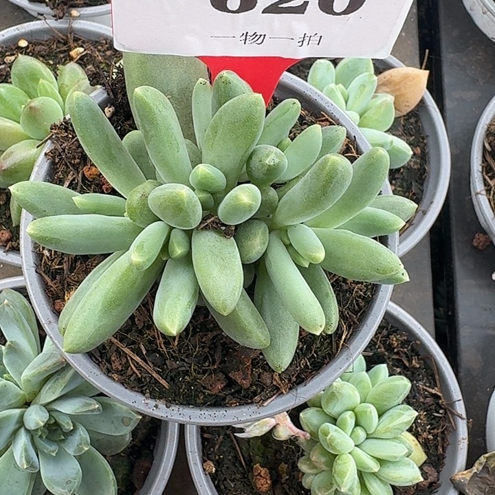麒麟美人620多肉植物