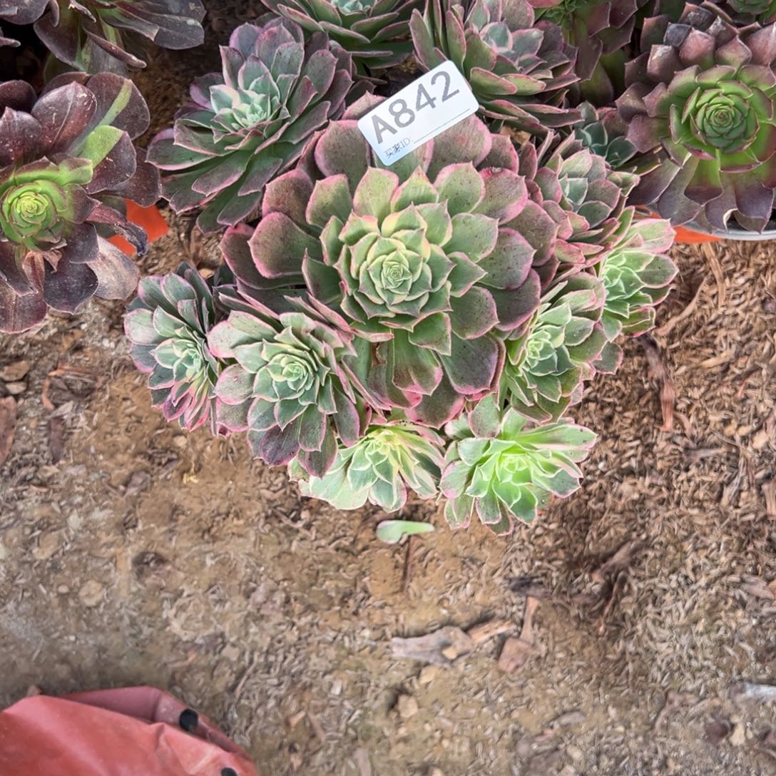 842水蜜桃多肉植物法师多肉