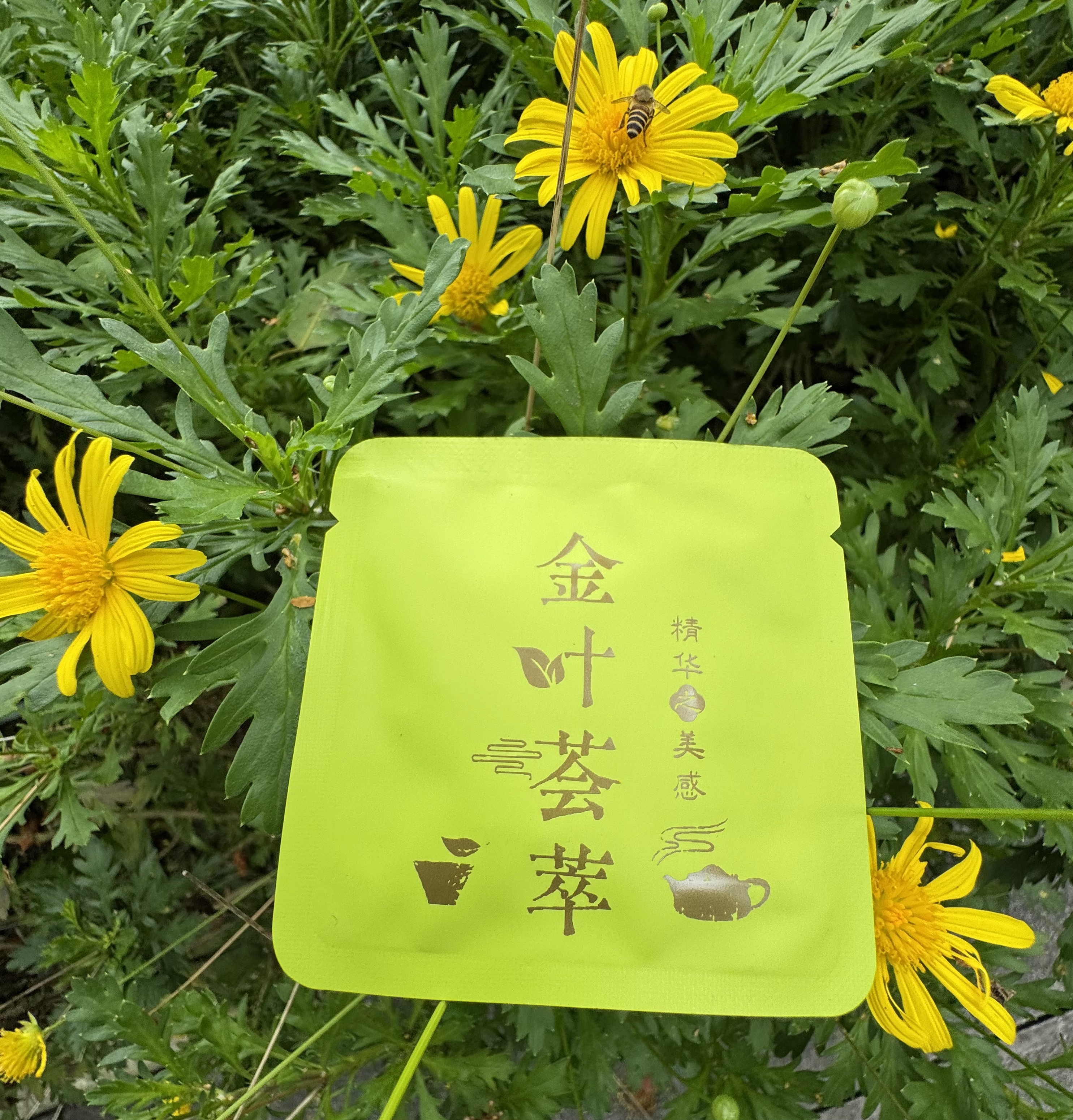 猫耳朵黄金叶集合小饼干 云南普洱紧压生茶  清轻甘甜  上品口感