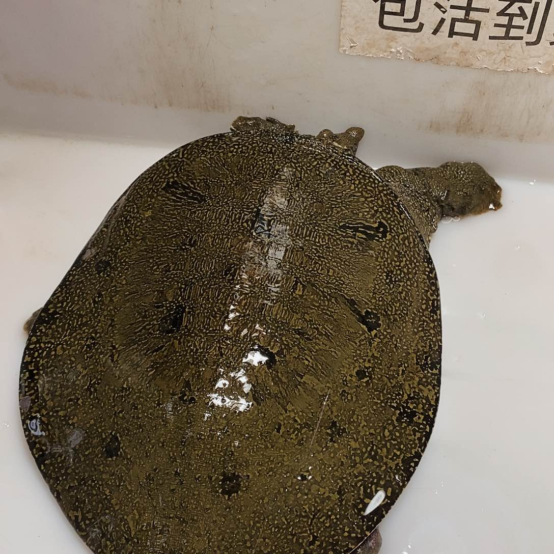 中国大陆周*通野生甲鱼包邮