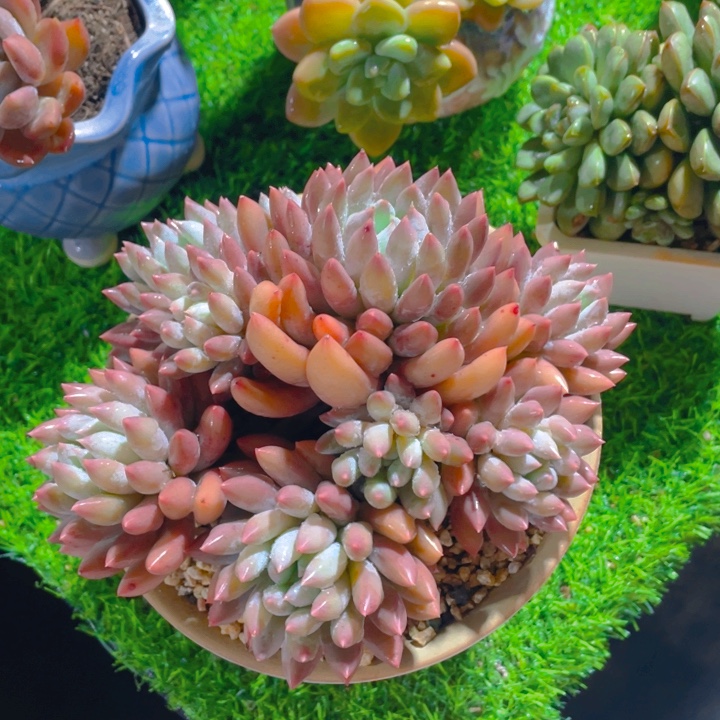 谢谢你的支持000000065