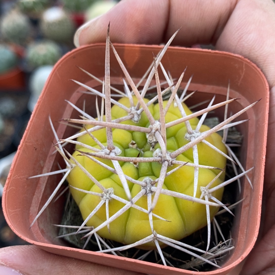 植播园艺控养勇将丸