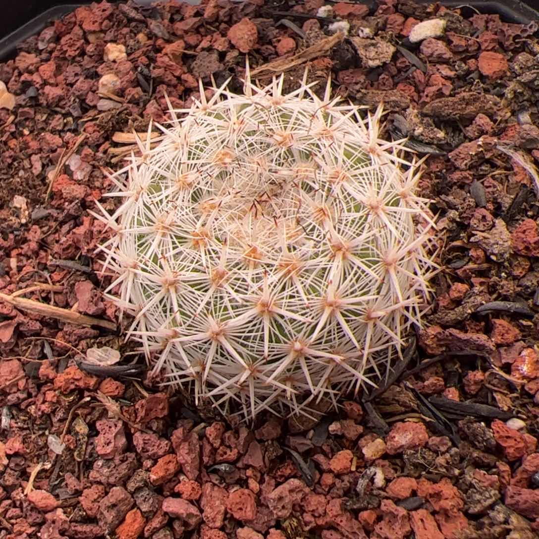 460号球球2.10多肉