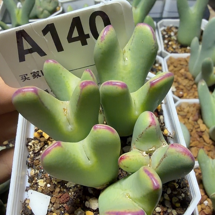 140。多肉植物的生长发育