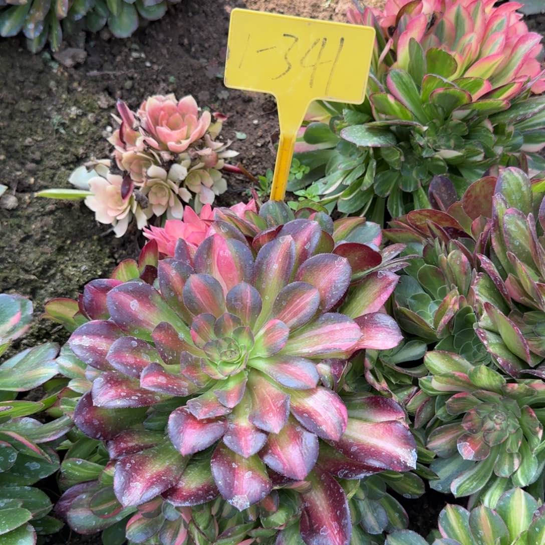 1-341---多头多肉植物