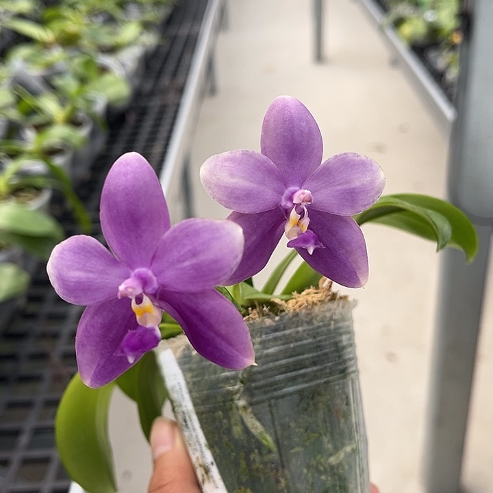 完全开放2.5寸杯荧光狗交EQ