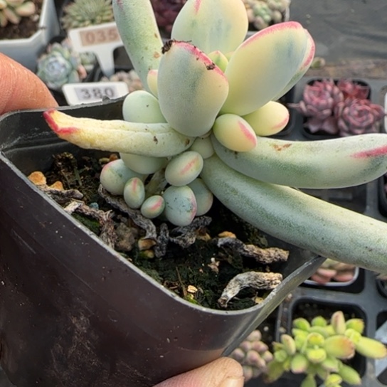 127棒叶福娘锦多肉