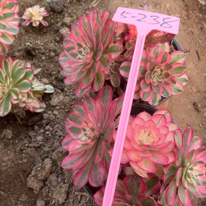 5-238倾城多肉植物