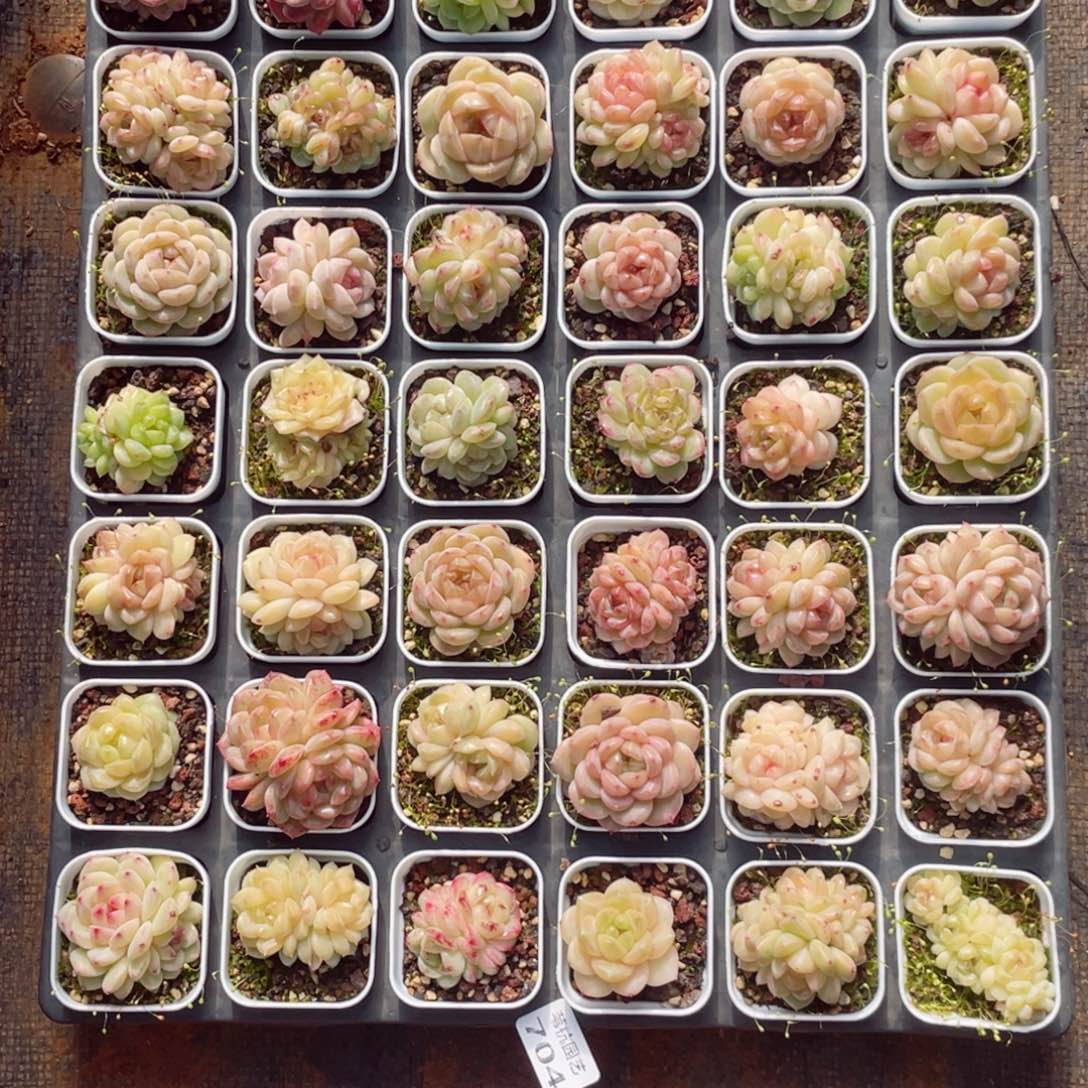 该***了704发子弹和子弹都可以发射