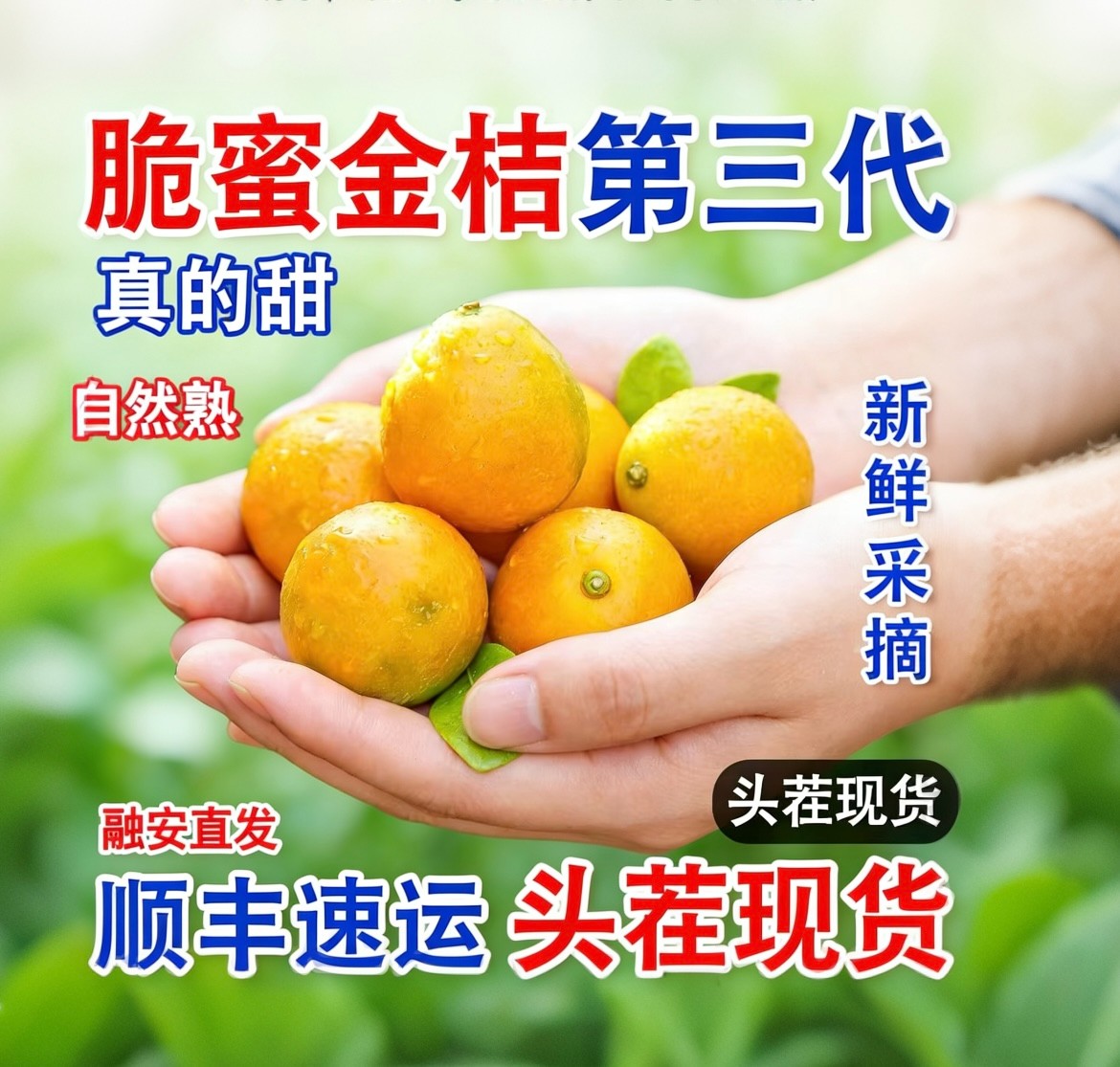 【顺丰包邮】广西融安第三代脆蜜金桔现摘皮薄爆甜多汁