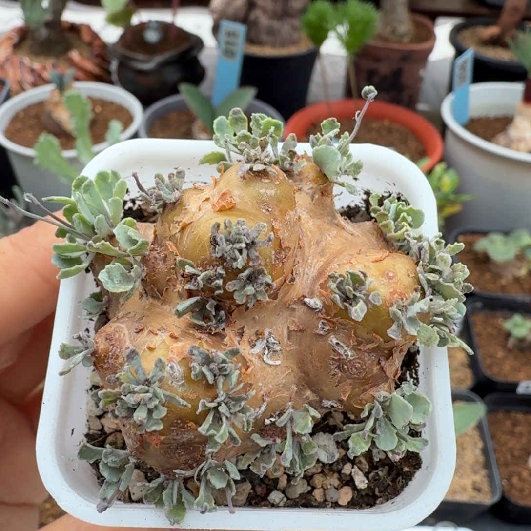 格加厚墩菊243 仙人球