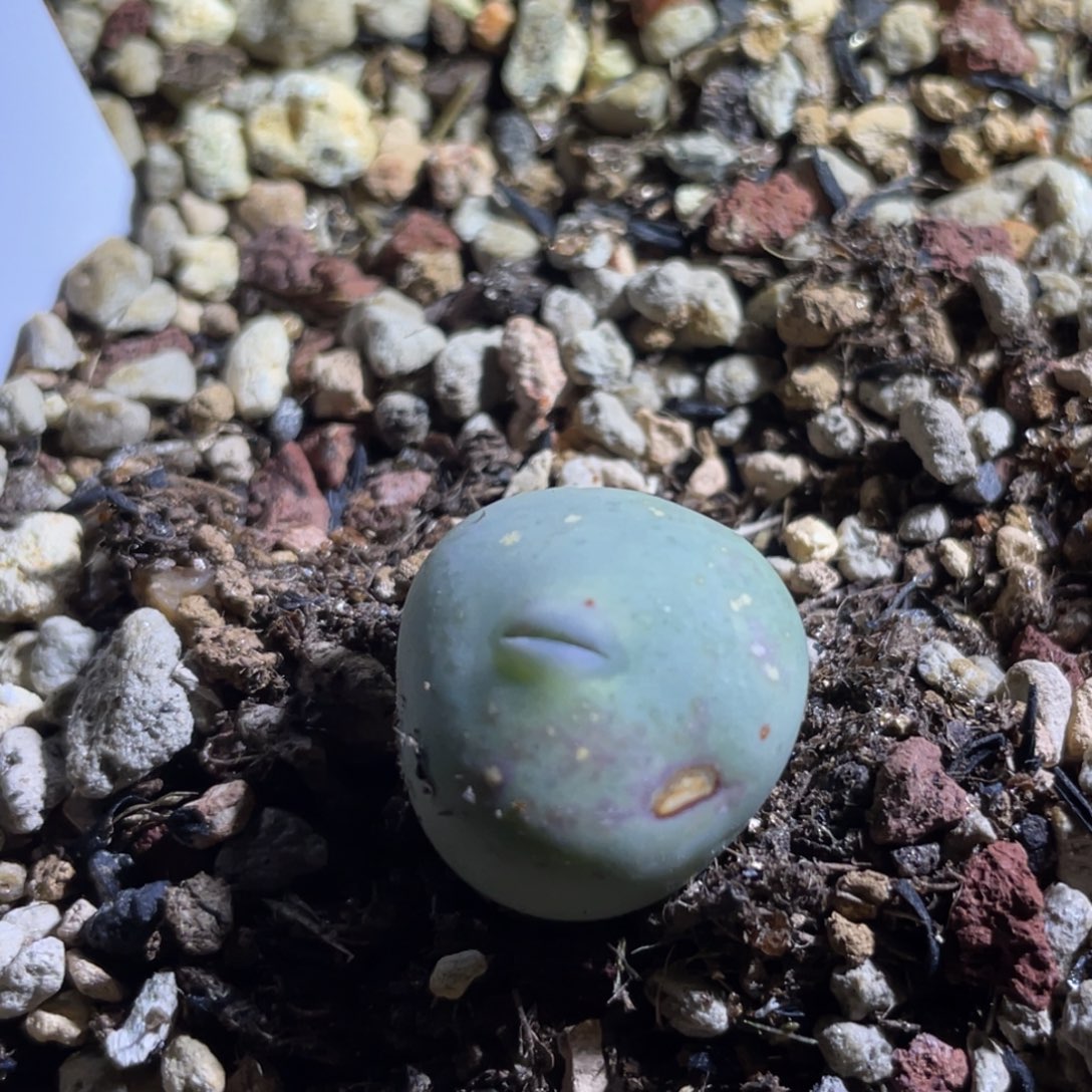 福利无根嘟嘟嘴植物一物一拍