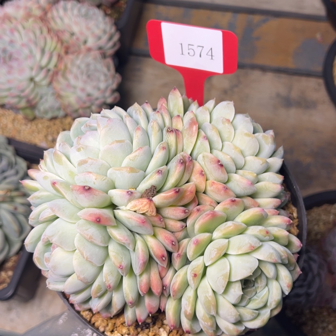 移****?1574肉多哦哦set莫