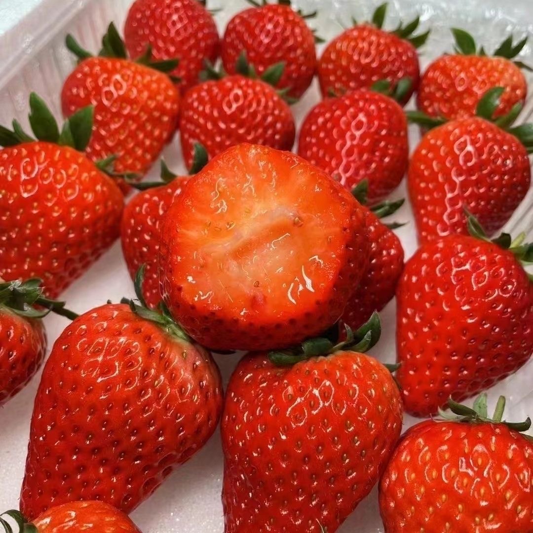 【顺丰空运】丹东九九草莓新鲜采摘香甜饱满草莓红颜牛奶奶油大草莓