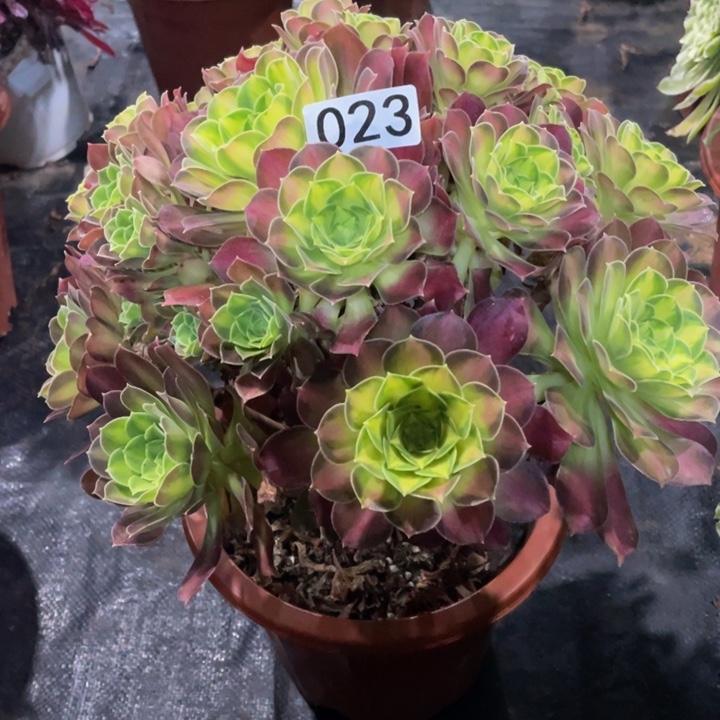 023韶华11111多肉