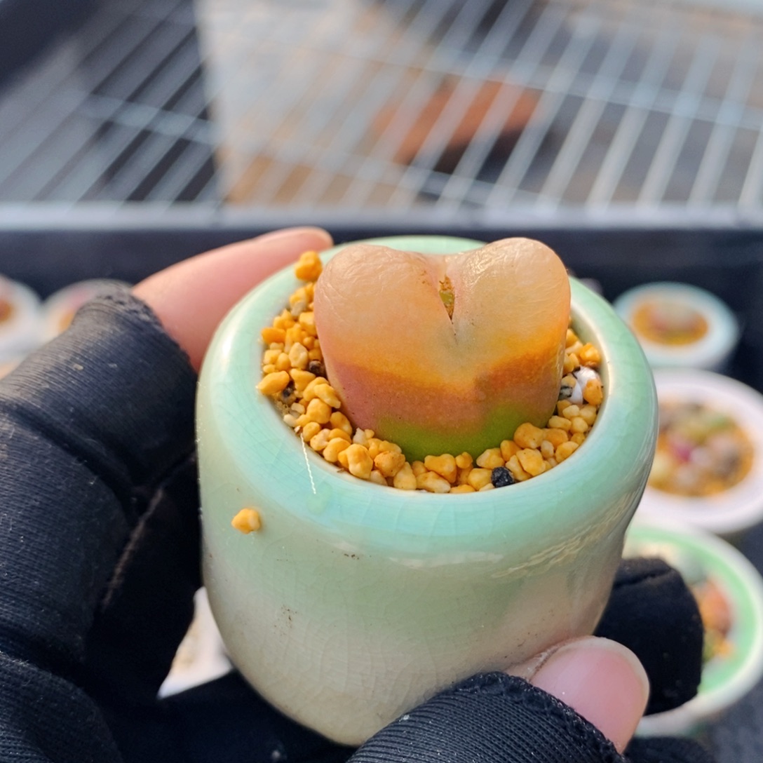 3320--一物一拍 带盆