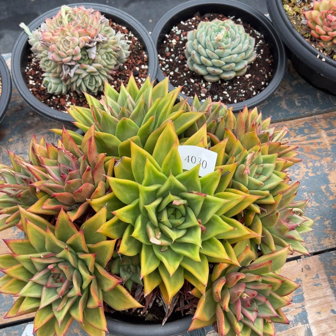 香*4030多肉多多多多多