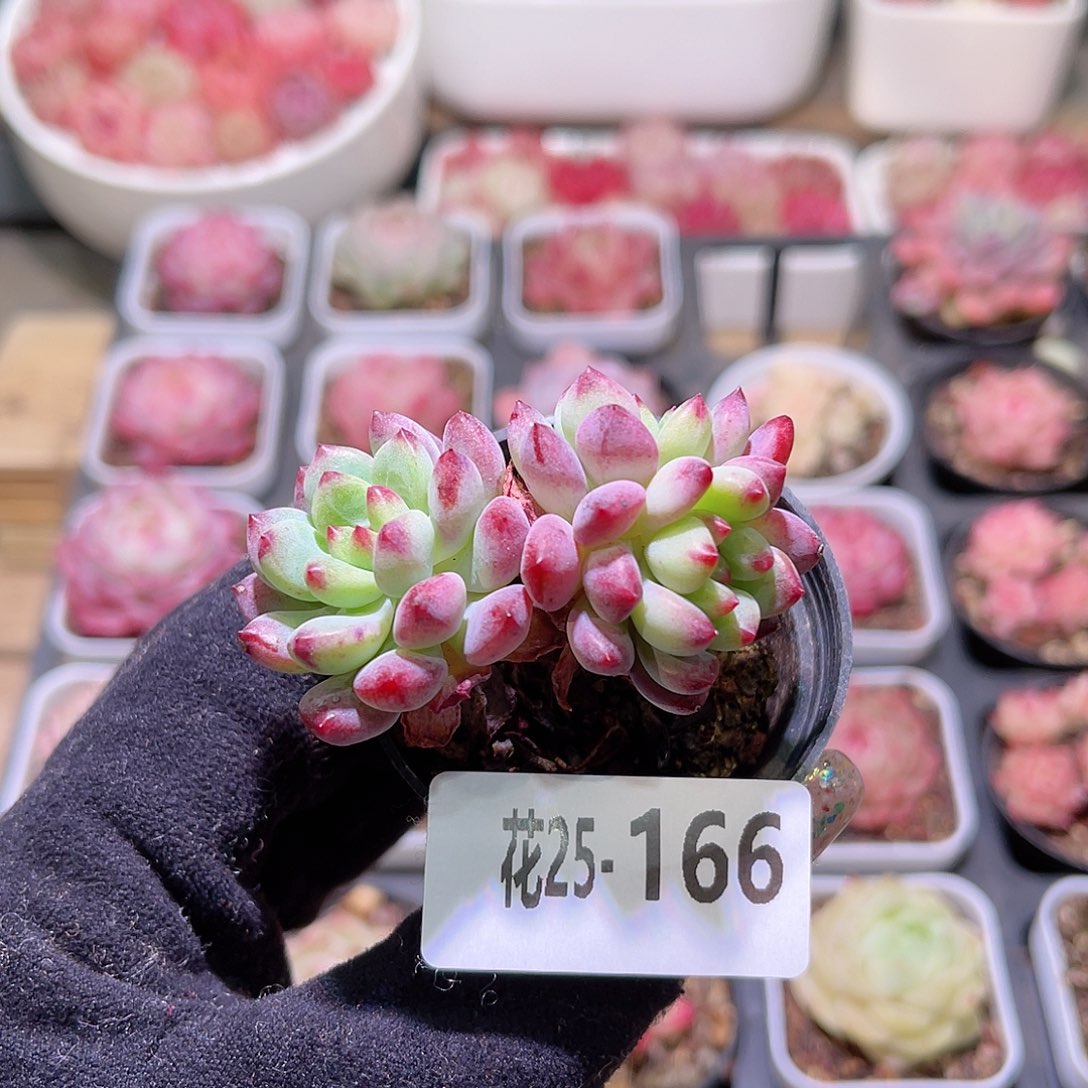 花利美25-166蓝苹果