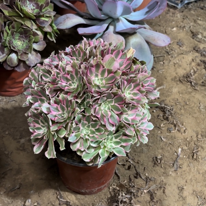 蒲***！多肉植物法师不知名25