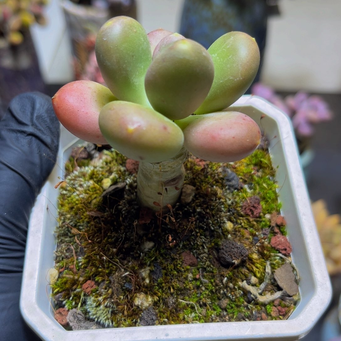 877芒果奶酪5厘米多肉