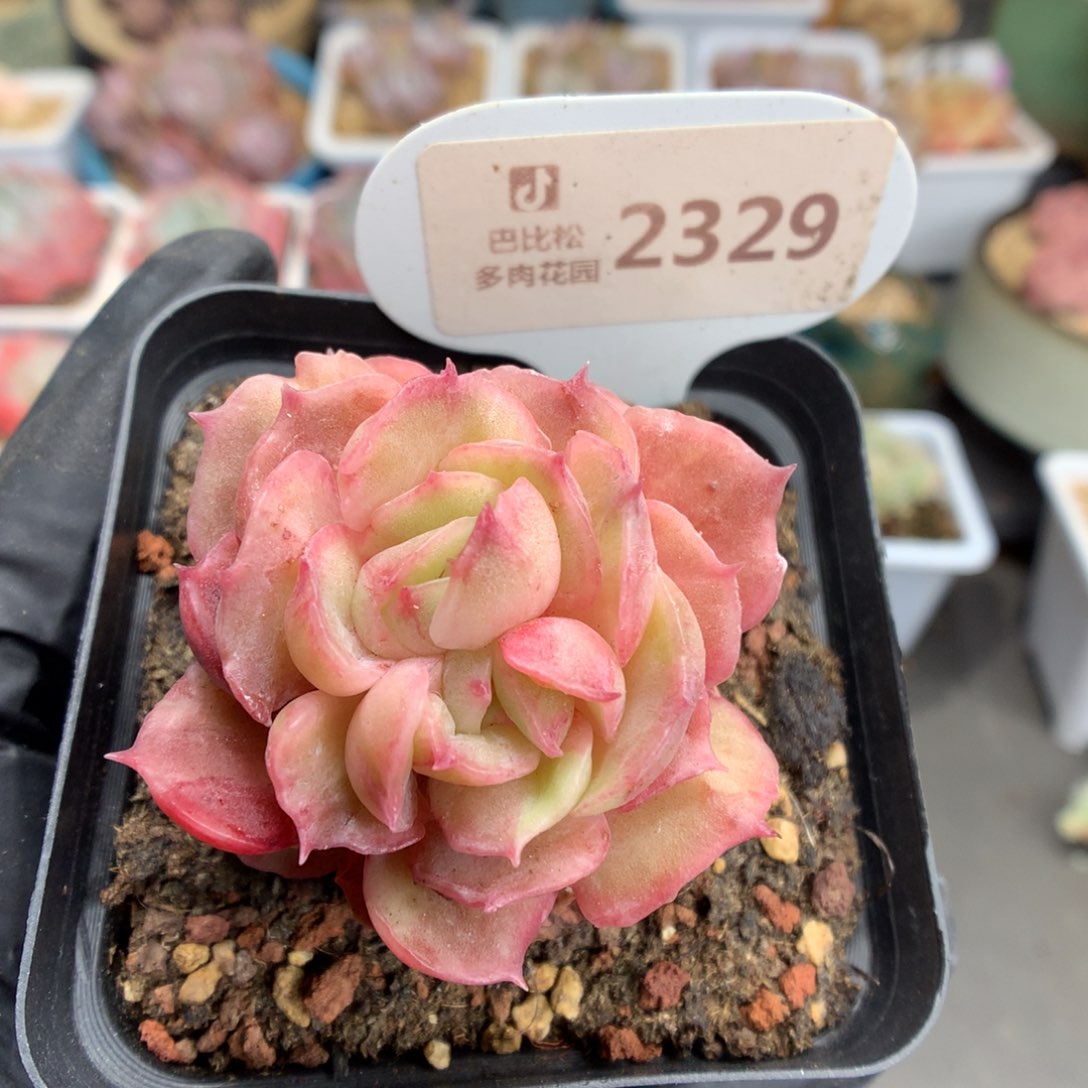 2329 双心昂斯诺石化多肉