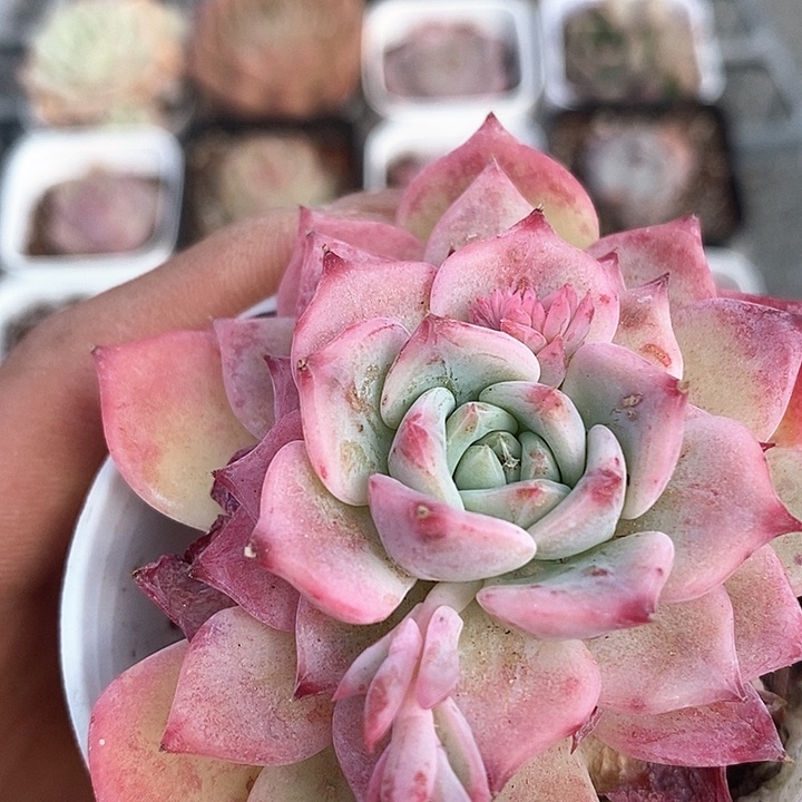 多肉植物一物一拍0117