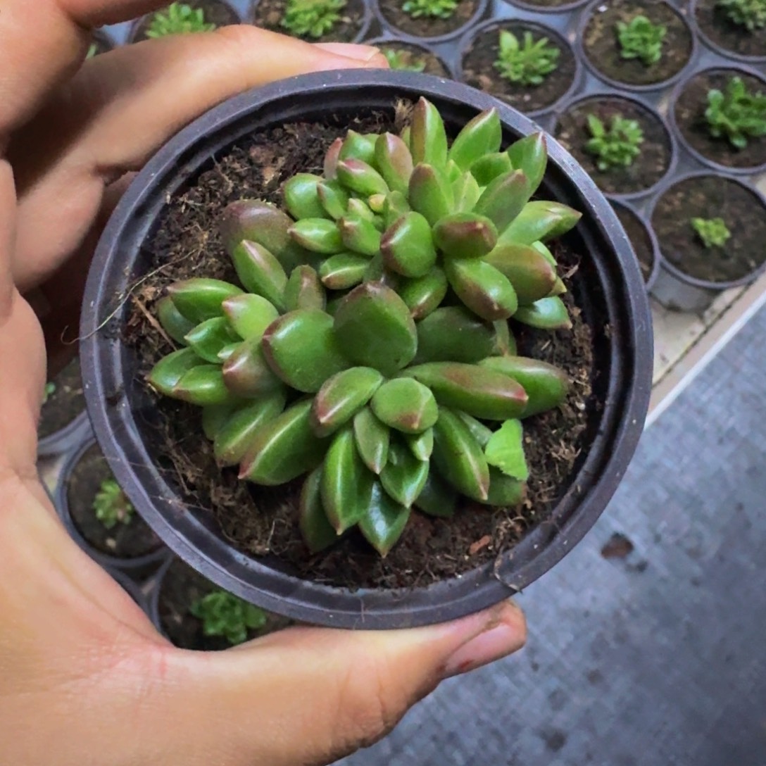 柏拉图 群生  一物一拍