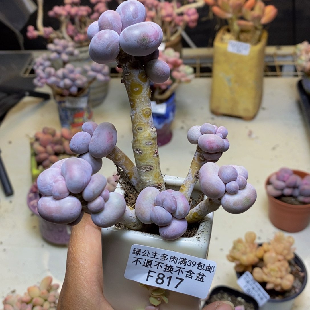 817芭比奶多肉7c m