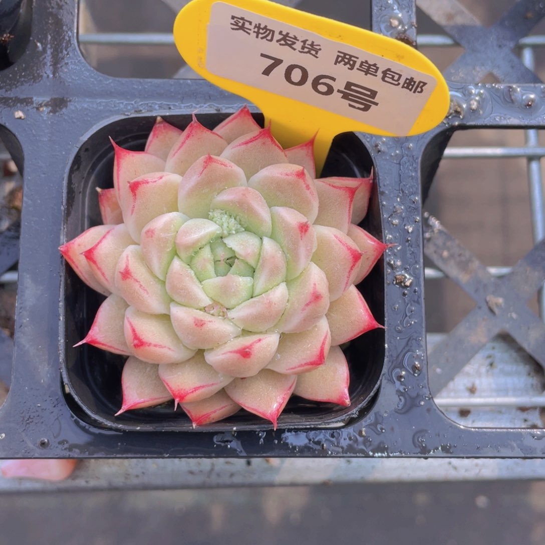 706号 边线睫毛麦秆单头一个