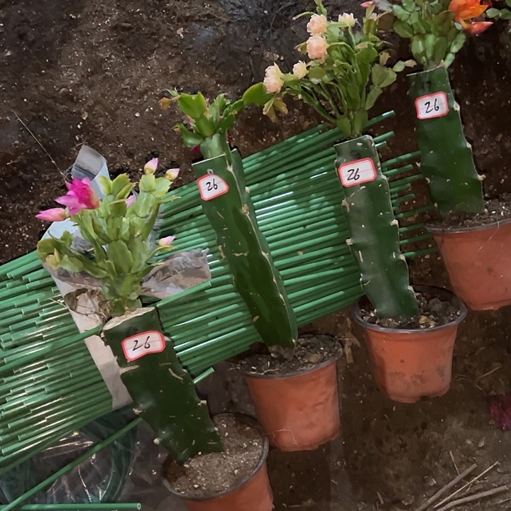 小***哥，26号带盆063.050.082.037