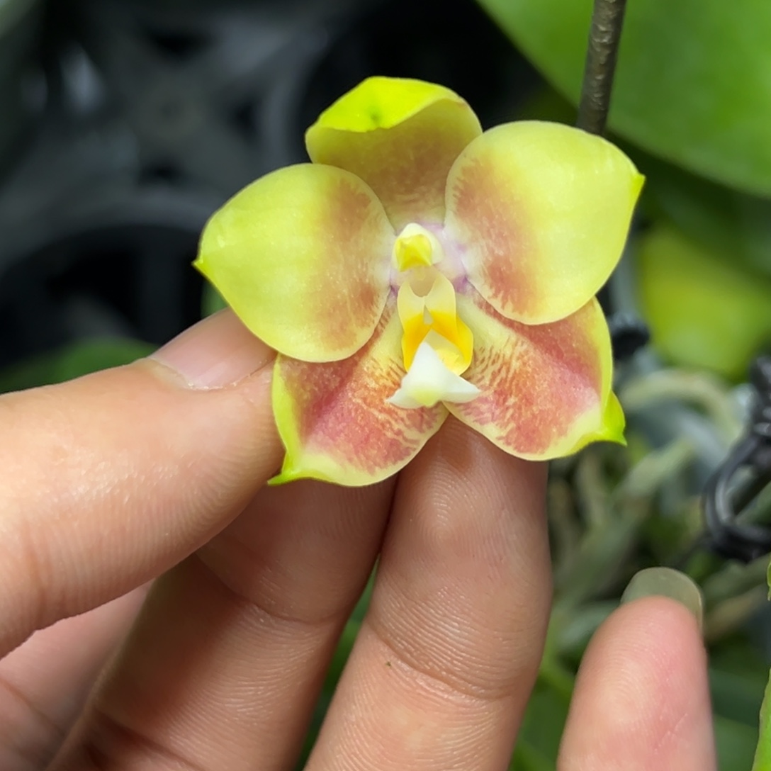 完全开放l039三寸ys1169