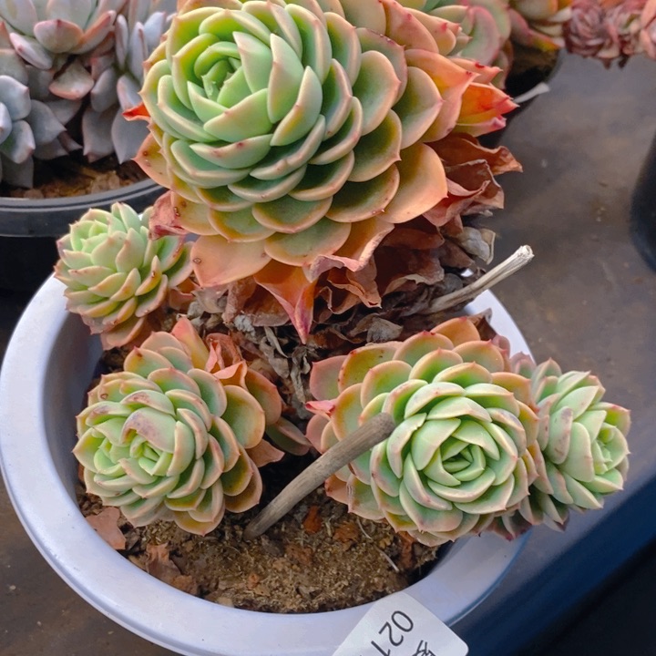 夏悦多肉0211-123哈密瓜