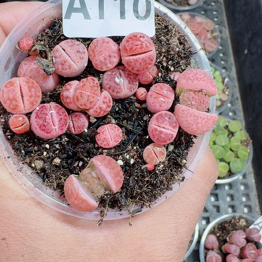 110多肉植物多肉植物