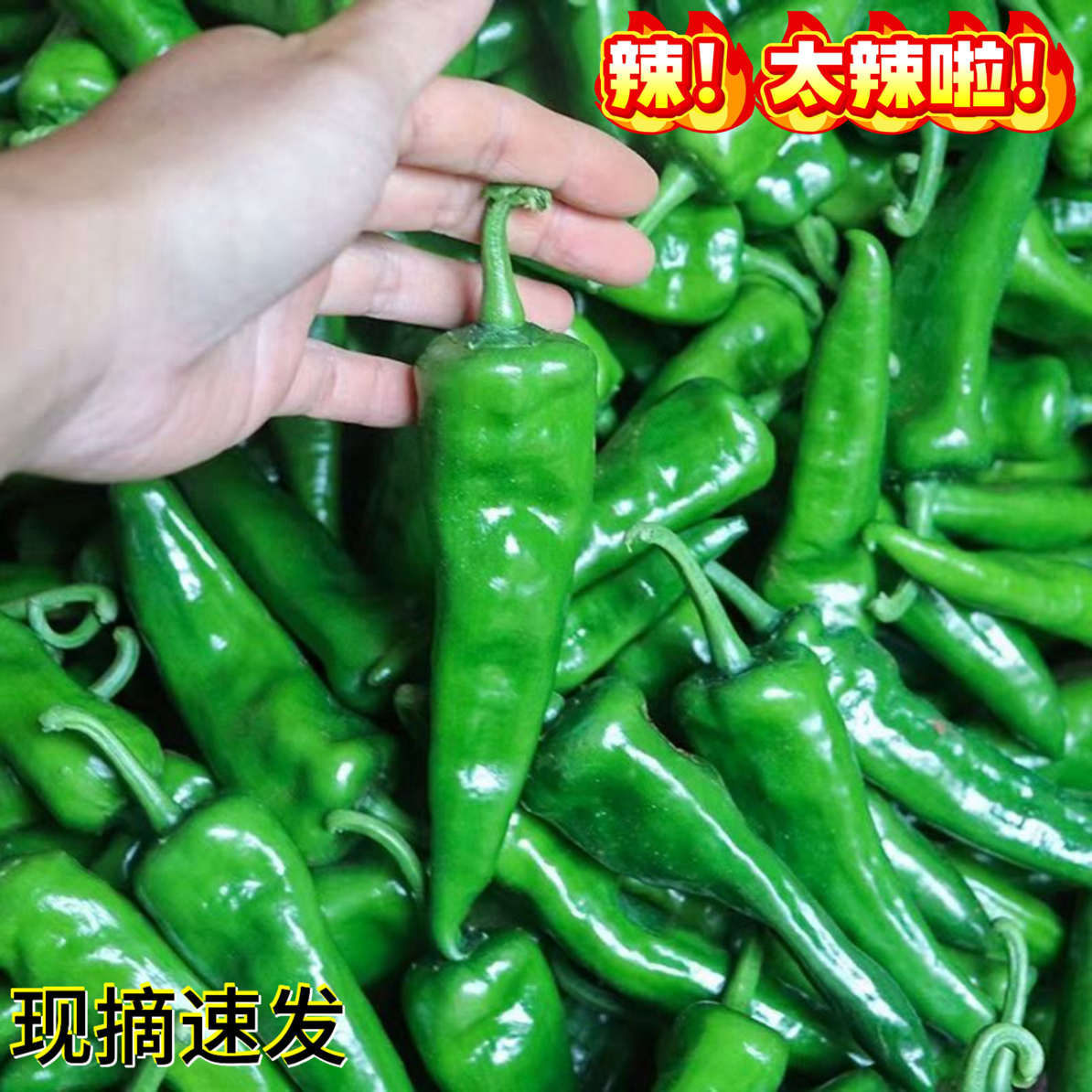 安徽芜湖辣妹子辣椒新鲜薄皮肉脆农家自种特辣现摘现发