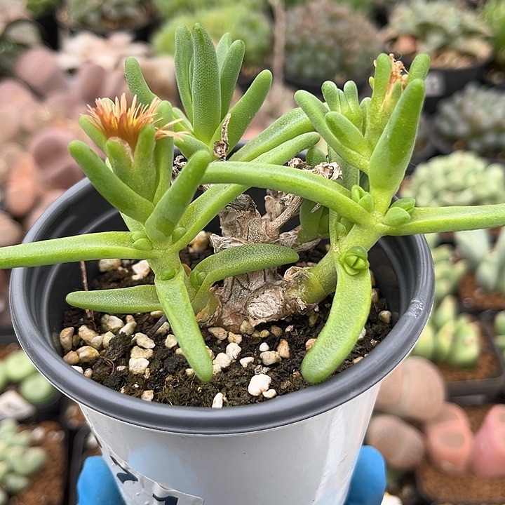 271 绿花枝干 脱土