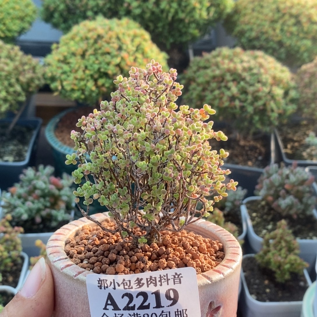 唐***凌蜜橘糖球2219枝干番杏