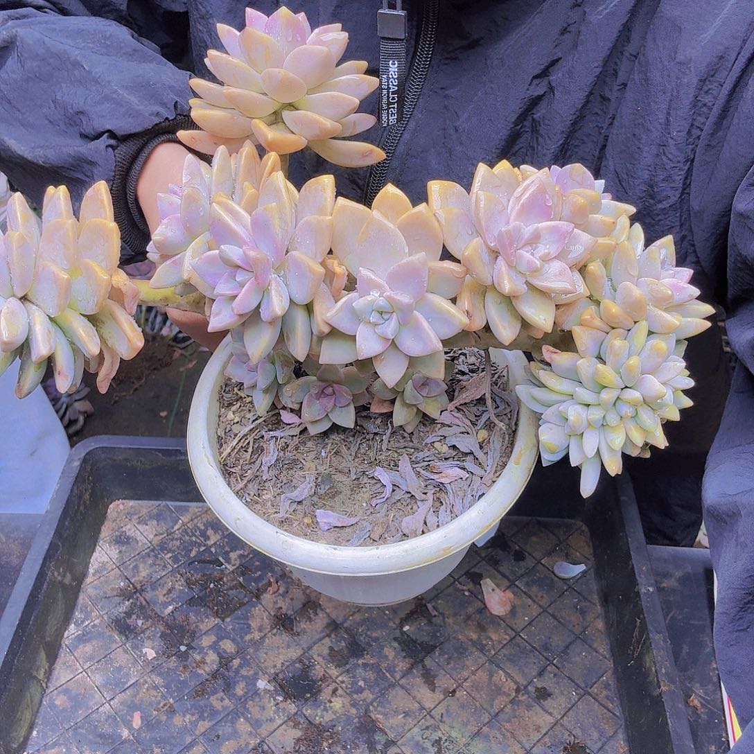 蕾***蕾007淡雪缀化也有淡雪