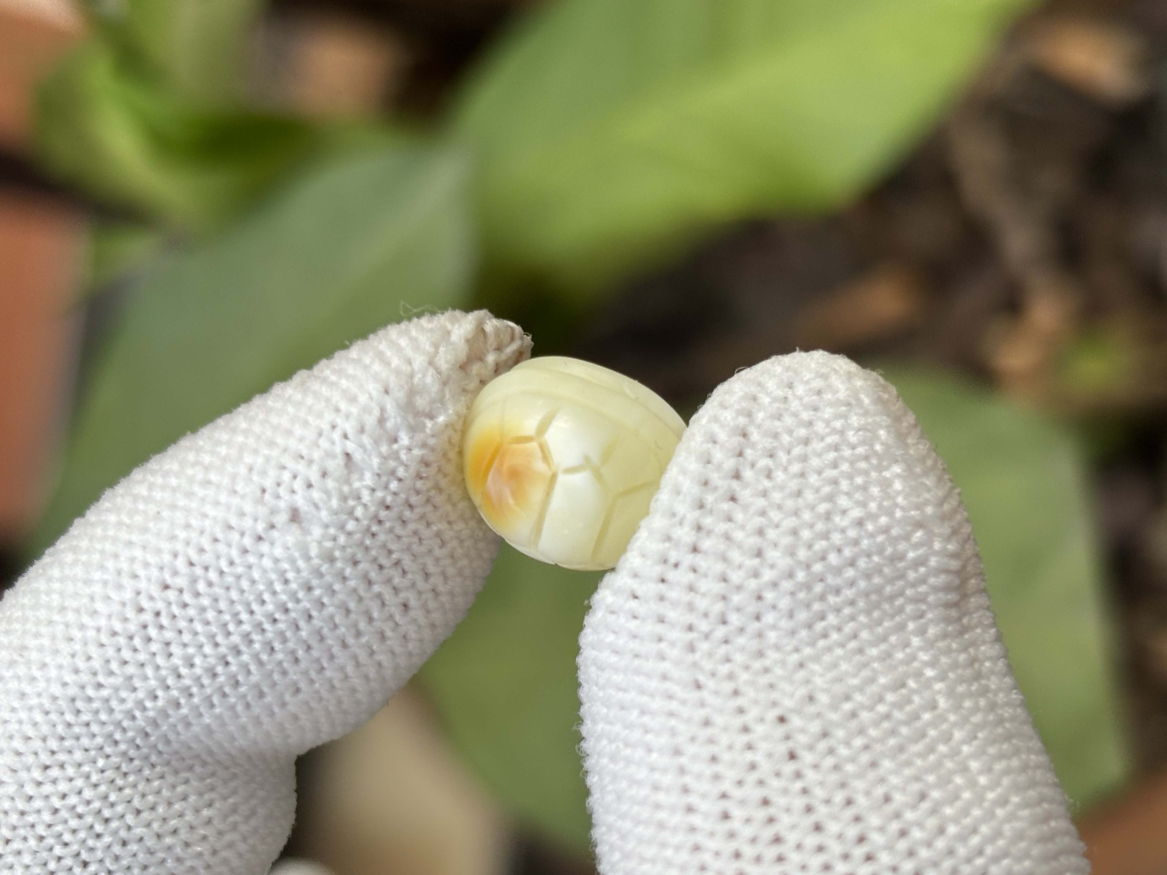 4339天然蜜蜡琥珀富甲配饰9.3x11.7x7.2mm