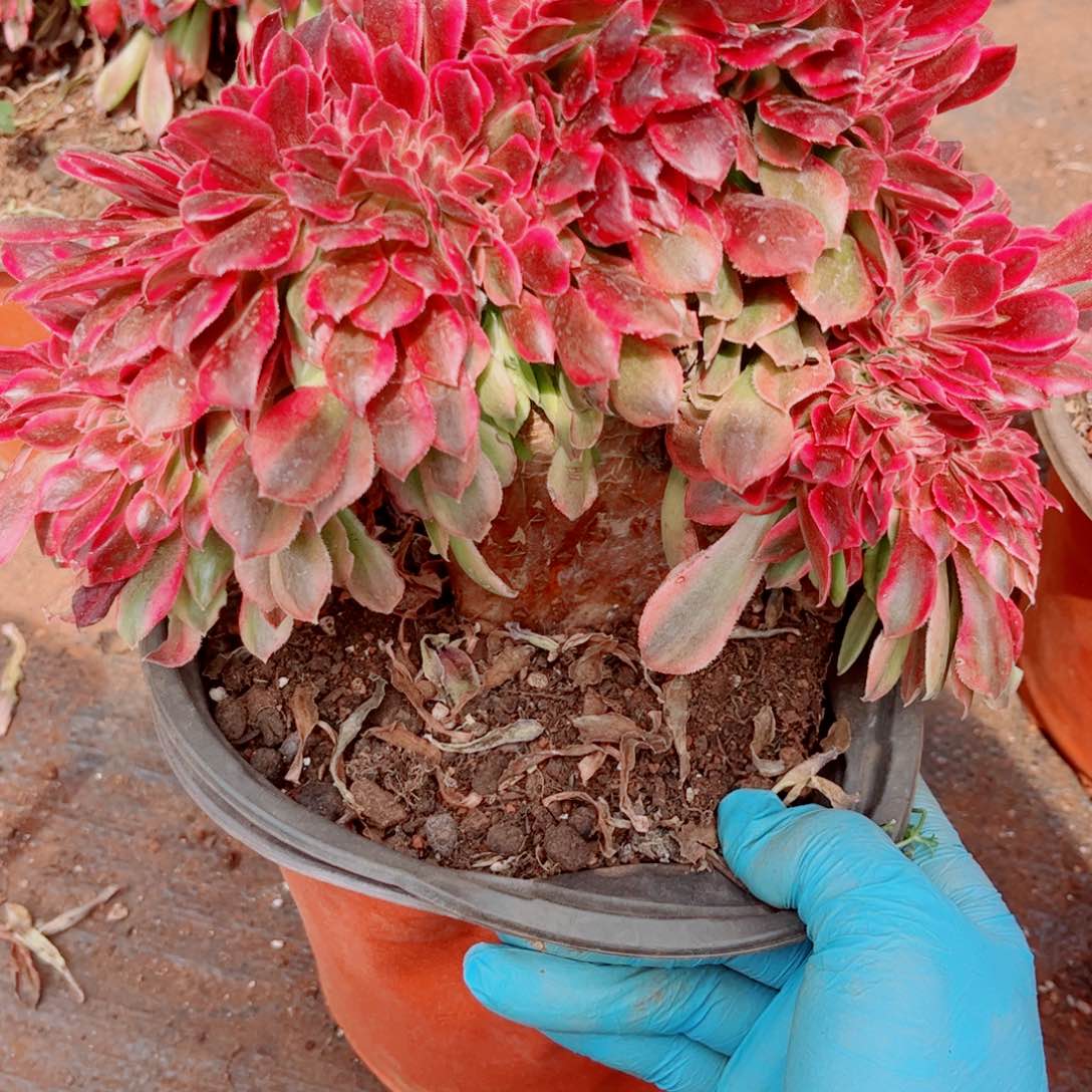 多肉植物321香妃