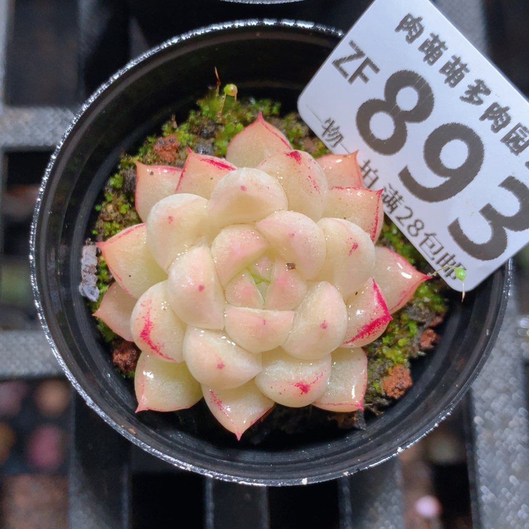 5CM拇指盆精控多肉ZF893