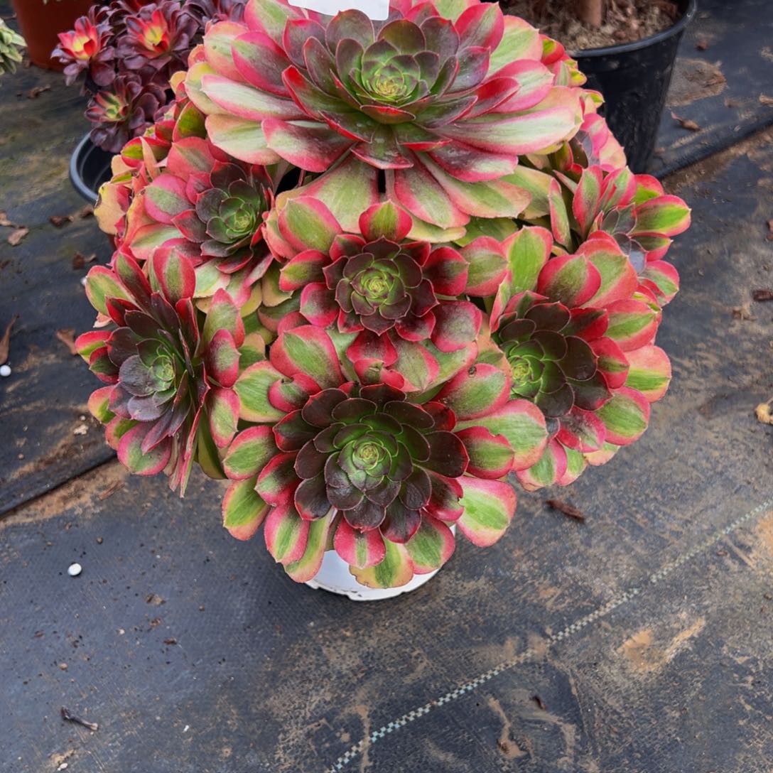 @***影完全开放法师多肉植物798