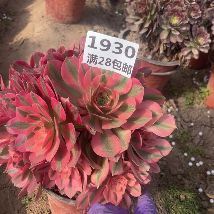 用****61930女巫多肉一号棚A