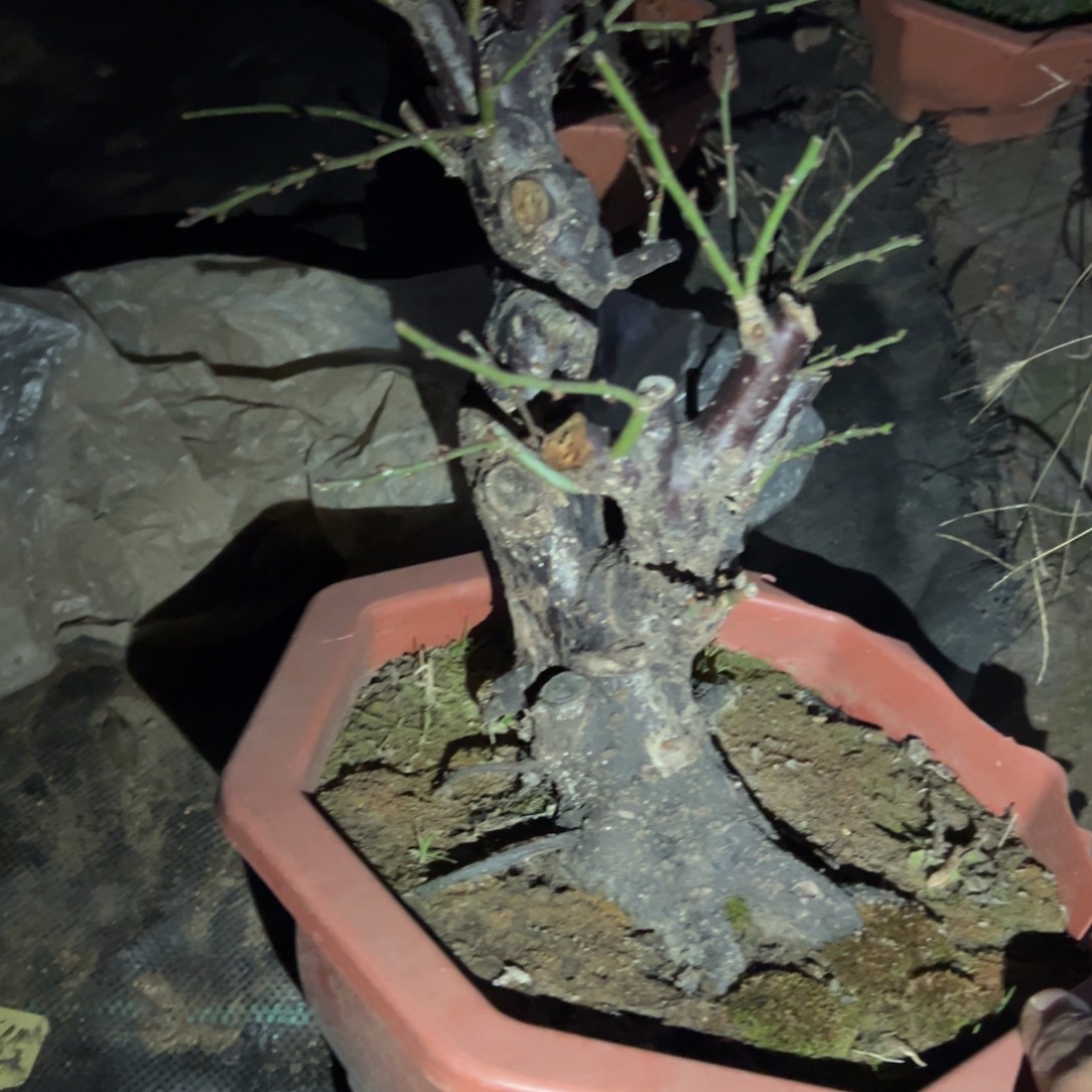 成***啊无花朵原生玉蝶白梅