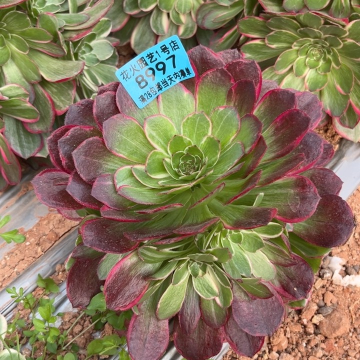粉花夭8997多肉植物