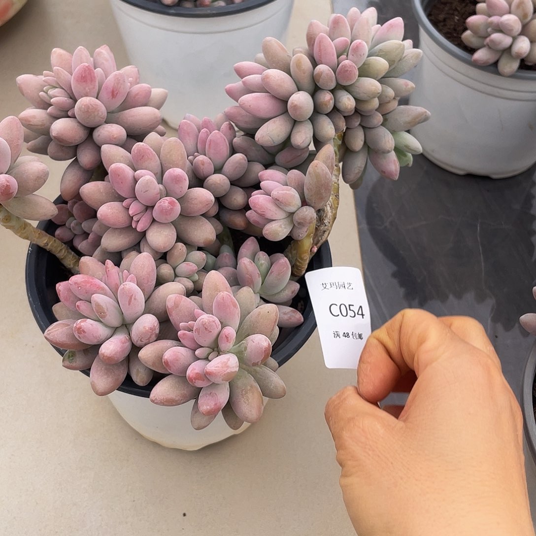 汤圆054 多肉多肉多肉