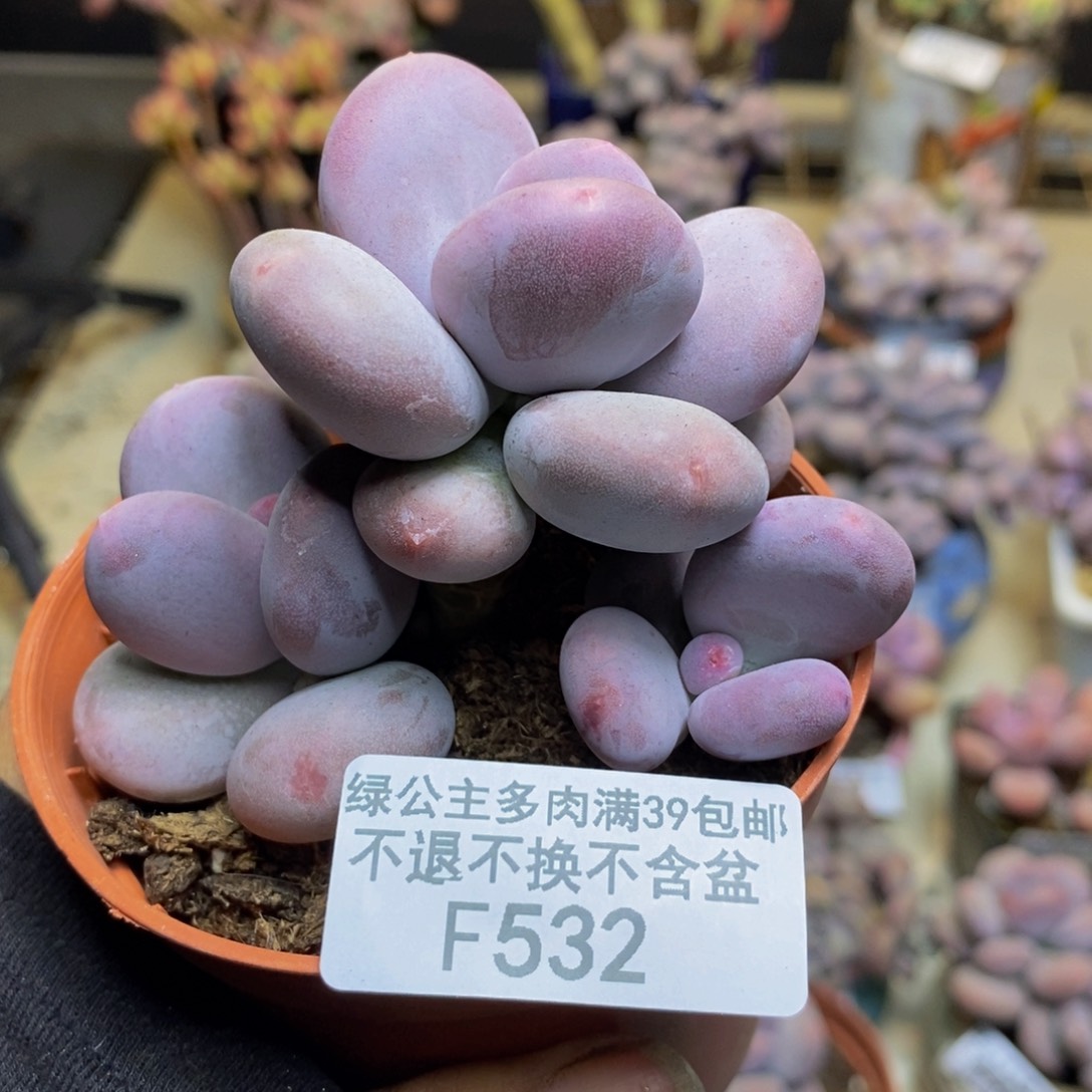 532大叶奶多肉7c m